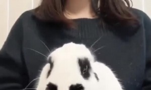 Bunny rabbit adorably munches on tasty blueberries