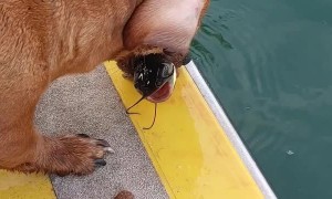 Dog Uses Treat Chum to Catch Fish