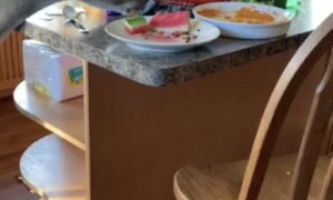 Orphaned Deer Stops in for Leftover Snacks