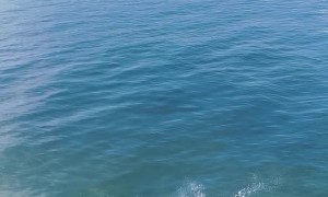 Fetching Doggo Takes Flight