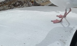 Seagull isn't Shy When it Comes to Fries