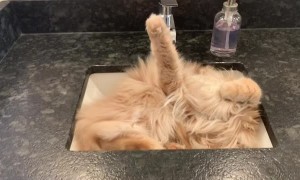 Tuckered Kitty Snoozes in Sink