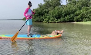 Fluffy Kitty Paddleboards into the Weekend
