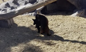 Two Bear Cubs Wrestling at Bear World