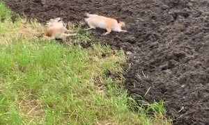 A Group of Shiba Inus Find Manure Pile