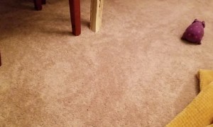 Myrtle the Piglet Missing Bones Doesn't Let it Slow Her Down