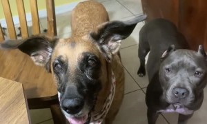 Dog hilariously bounces ears to the beat