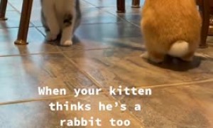 Kitten raised with bunny thinks he's a rabbit