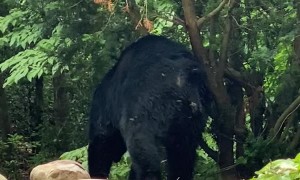 Bear Scratching Against Tree