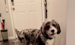 Puppy stops playing with toy to tell owner her loves her