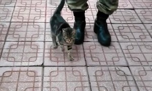 Kitten Marches with Soldier