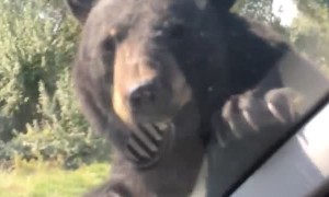 Bear Crawls on Unsuspecting Car