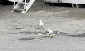 Jerk Seagull Steals Prized Snack from Friend