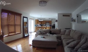 Golden Paws Make Mirror Fall