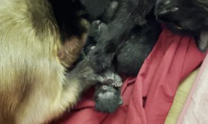 Monkey Loves Newborn Kittens