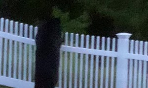 Bear Tears Down Backyard Fence with Ease
