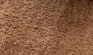 Beaver Announces That It's Snack Time