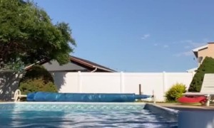 Pup Scares Person in the Pool