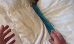 Puppy Isn't Ready to Wake Up Yet