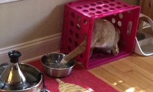 Ginger Cat has Weird Way to Play