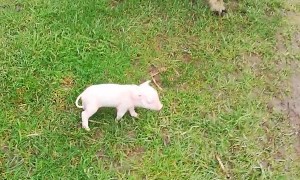 Powerful Shake Bowls Piglet Over
