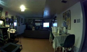 Cheeky Dog Appears to Plan Trick on Human