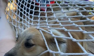 Sheep Dog Pup Enters Hammock the Wrong Way