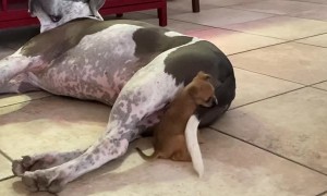 Tiny Puppy vs. Giant Tail