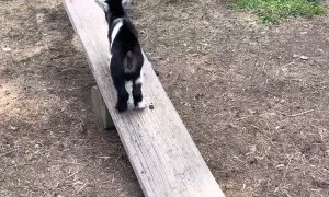 Baby Pygmy Goat Plays on Seesaw