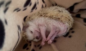 Hedgehog Stretches Before Starting Routine