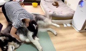 Hefty Fluffy Dog Keeps Owner from Exercising