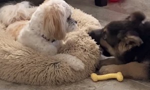 Dog Pulls Bed Away From Biting Puppy