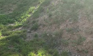 Adorable Dogs Slowly Slide Down Hill