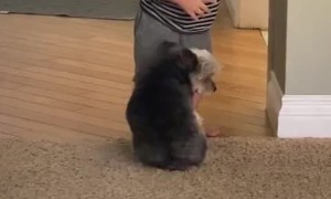Puppy Wants Belly Scratches from Baby Buddy