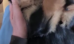 Rottweiler Puppy is Not a Fan of Deworming Medicine