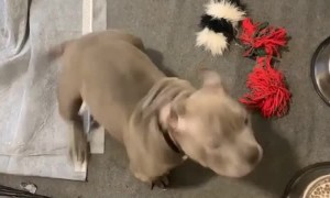 Training an American Bully Puppy Impulse Control