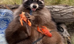 Super Sized Raccoon Fills up on Seafood