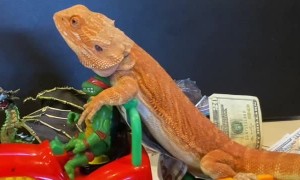 Bearded Dragon Drives by on Toy Tractor