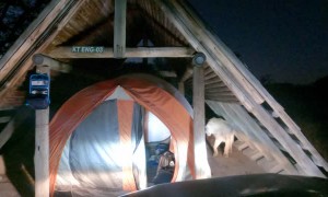 Lion Climbs Into Campers Tent