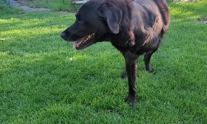 Wonderful Tri-Pawed Doggy Learns to Lie Down