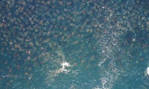 Massive Migration of Mobula Rays