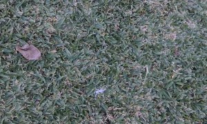 Playful Rainbow Lorikeets Tussle in Grass