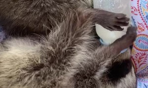 Baby Raccoons Hold Their Own Bottles