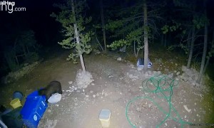 New Neighbor Is Un-Bearable