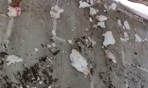 Anxious Dogs Damage Door