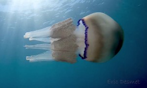 White Jellyfish Floats with Baby Fish