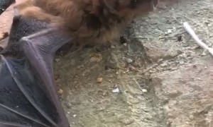 Bat Using Sound to Investigate Surroundings
