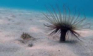 Baby Fish Diving in and out of Sand to Avoid Predators