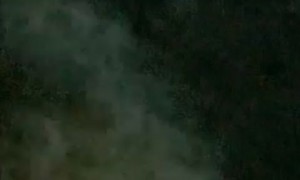 Tall Tree Chopped Down Entirely With a Machete