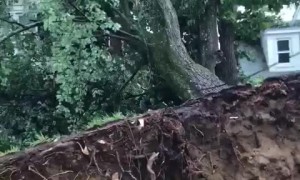 Massive tree completely uprooted after tornado in Annapolis